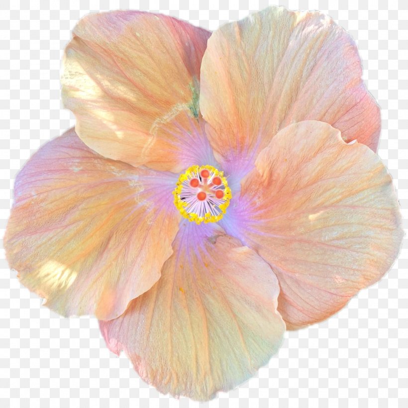 Orange, PNG, 1280x1280px, Petal, Flower, Flowering Plant, Hawaiian Hibiscus, Hibiscus Download Free