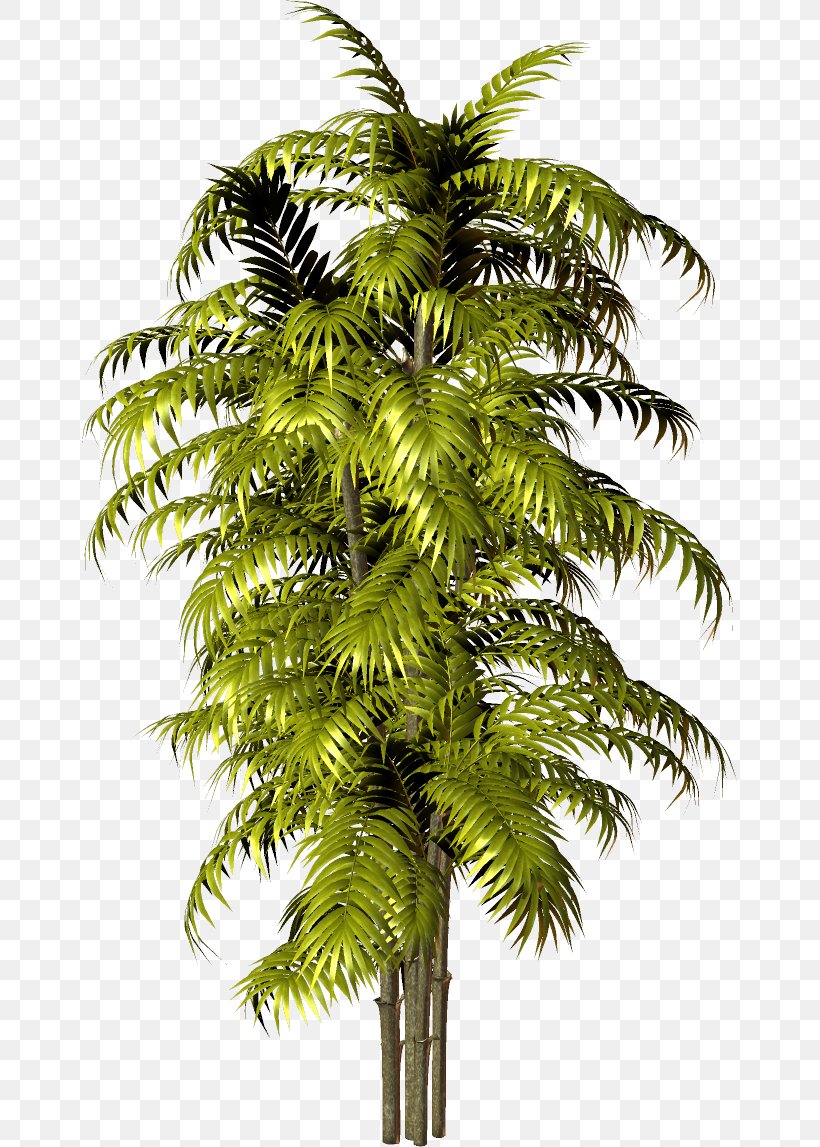Asian Palmyra Palm Babassu Arecaceae Clip Art, PNG, 655x1147px, Asian Palmyra Palm, Arecaceae, Arecales, Attalea Speciosa, Babassu Download Free