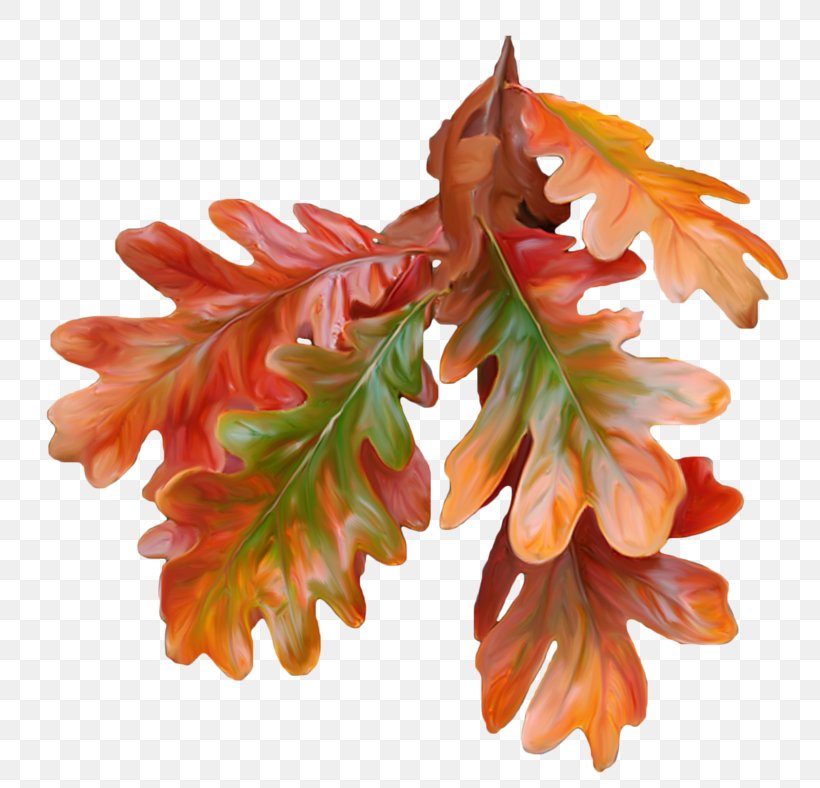Autumn Leaf Color Maple Leaf, PNG, 800x788px, Leaf, Autumn, Autumn Leaf Color, Branch, Collage Download Free