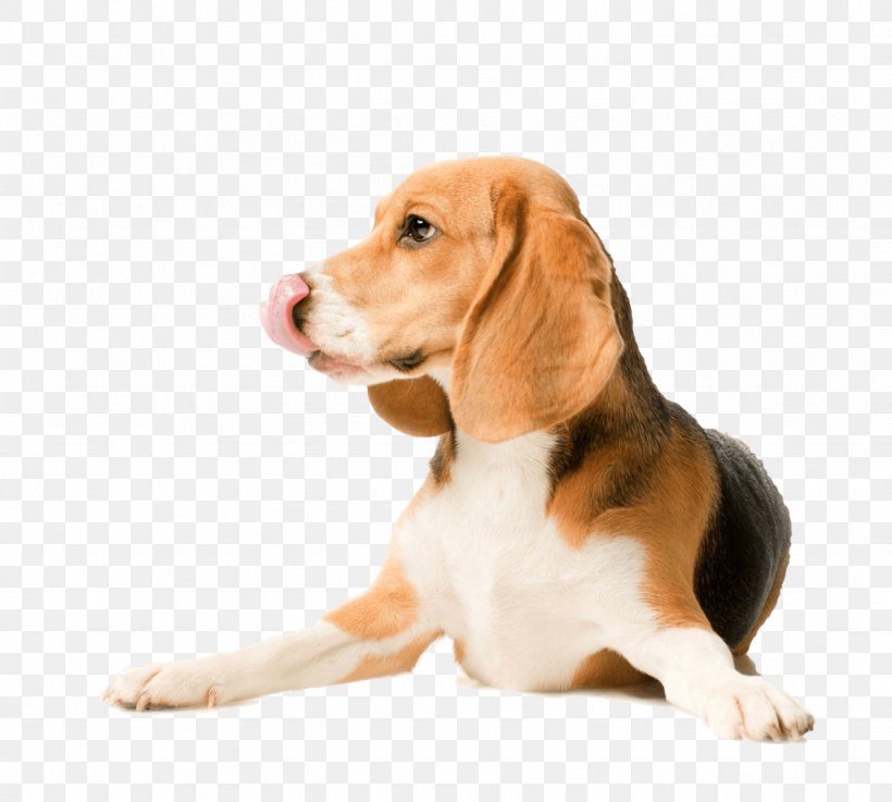 Beagle Labrador Retriever Puppy Basenji Dog Breed, PNG, 1024x921px, Beagle, Basenji, Beagle Harrier, Breed, Can Stock Photo Download Free