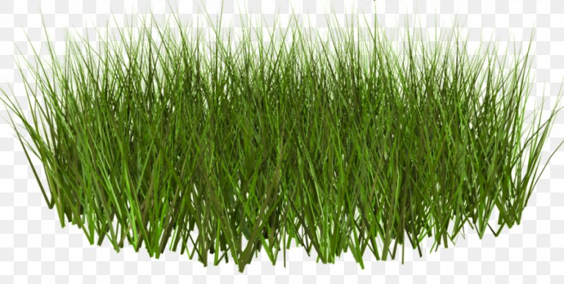 Lawn Grass Weed Clip Art, PNG, 1024x516px, Lawn, Chrysopogon Zizanioides, Commodity, Computer Graphics, Digital Media Download Free