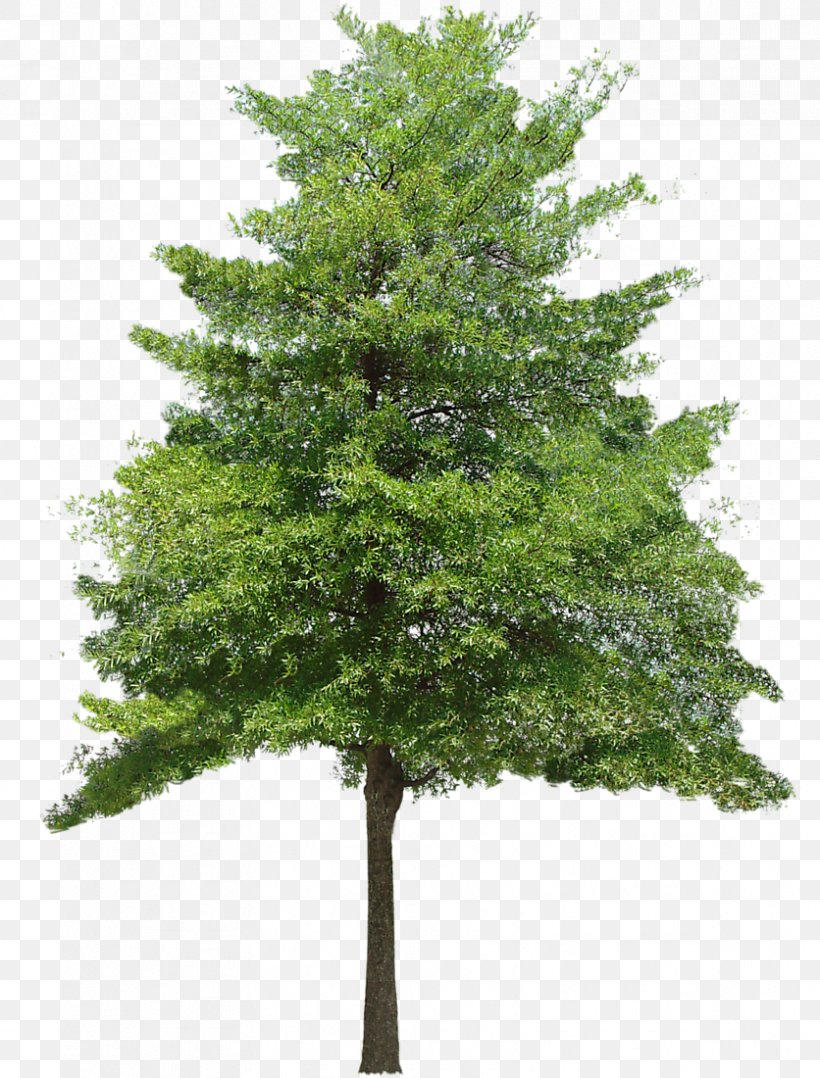 Tree Texture Mapping 3D Computer Graphics Clip Art, PNG, 836x1100px, 2d Computer Graphics, 3d Computer Graphics, 3d Rendering, Tree, Alpha Channel Download Free