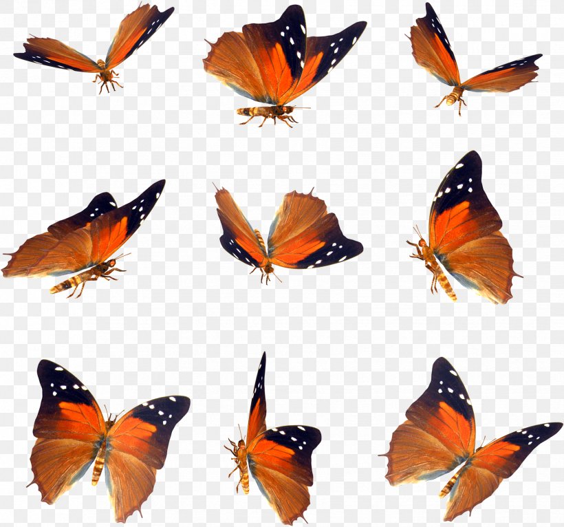 Butterfly Icon, PNG, 1758x1643px, Butterfly, Arthropod, Brush Footed Butterfly, Butterflies And Moths, Color Download Free