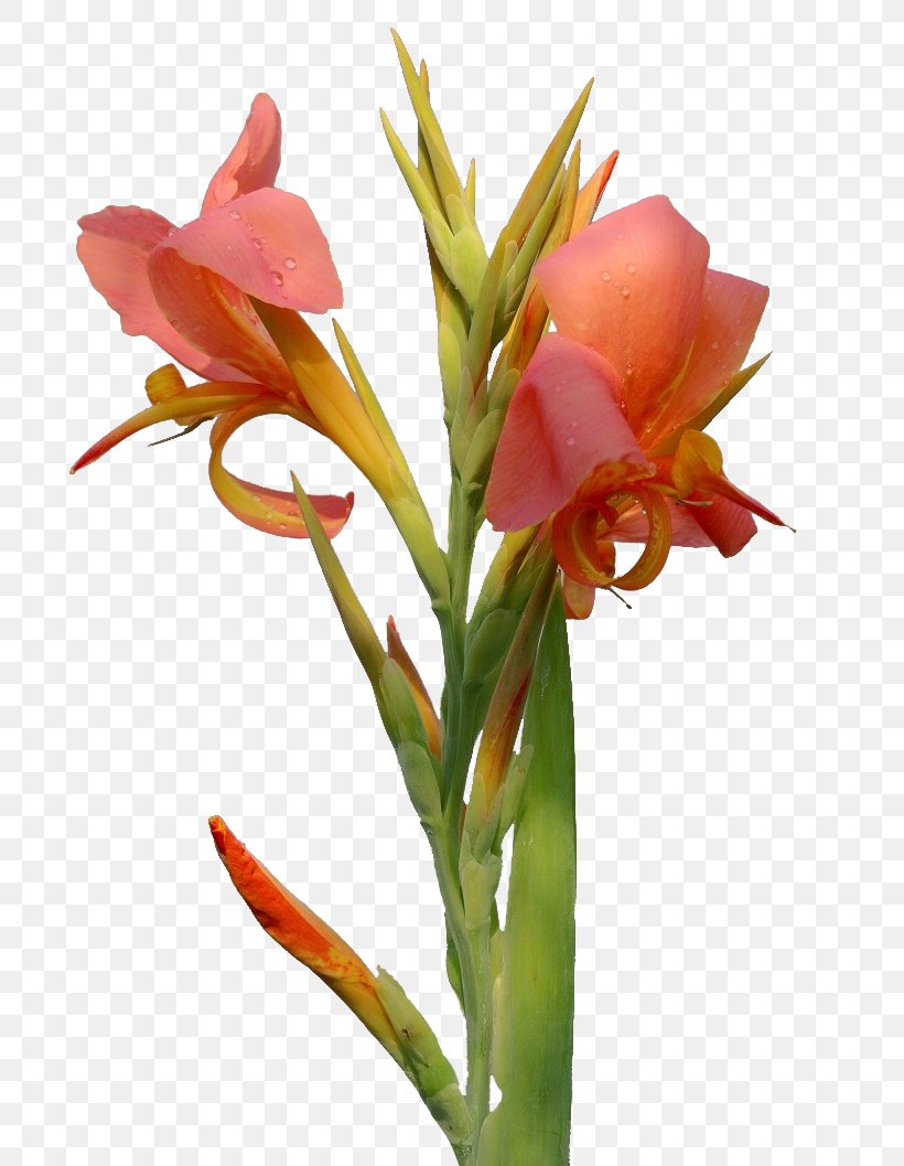 Canna Flower Amaryllis Belladonna, PNG, 779x1057px, Canna, Amaryllis, Amaryllis Belladonna, Amaryllis Family, Artificial Flower Download Free