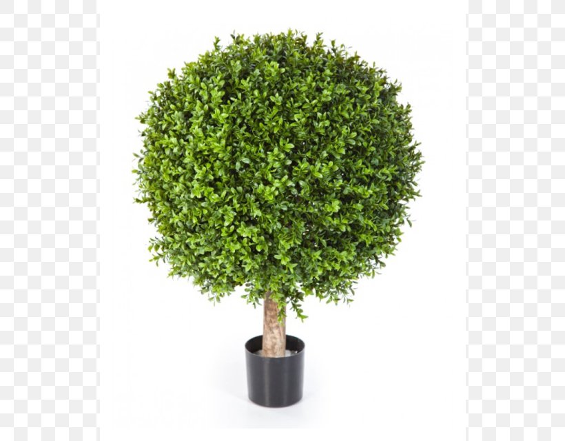 Shrub Tree Trunk Topiary Box, PNG, 640x640px, Shrub, Box, Centimeter, Evergreen, Flowerpot Download Free
