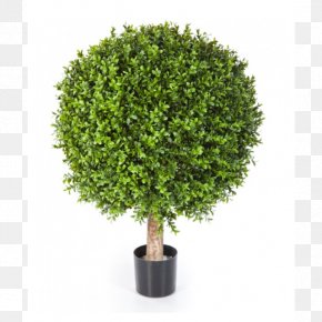 Tree - Shrub Tree Trunk Topiary Box PNG