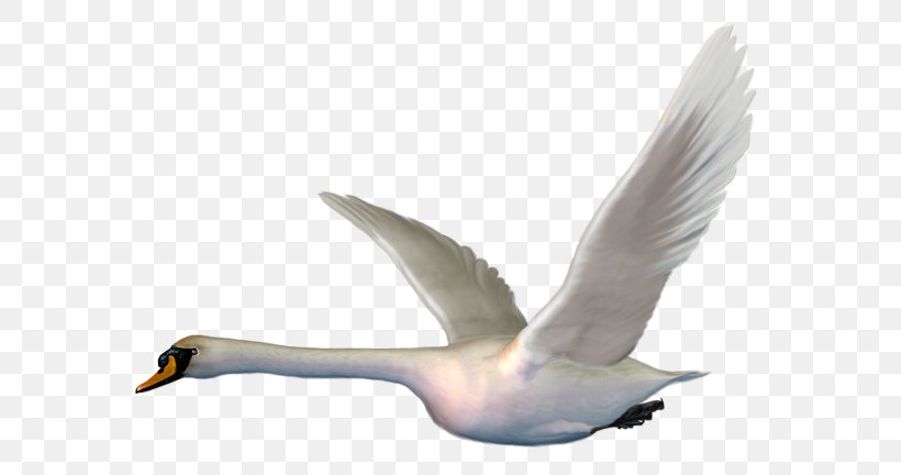 Bird Mute Swan Goose Duck, PNG, 600x432px, Bird, Animal, Beak, Cygnini, Duck Download Free