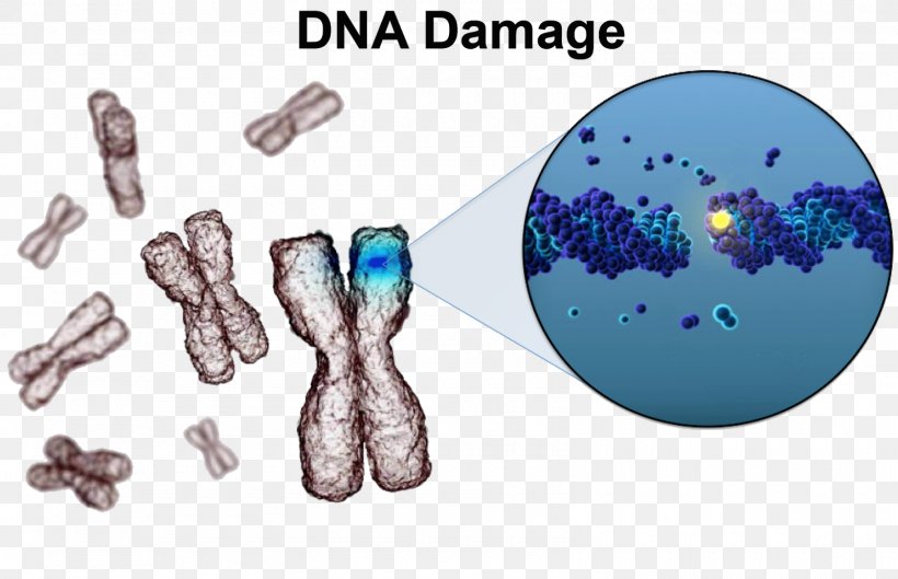 DNA Damage Theory Of Aging DNA Repair Cell, PNG, 1600x1034px, Dna Damage, Cancer, Cell, Chromosome, Chromosome Abnormality Download Free