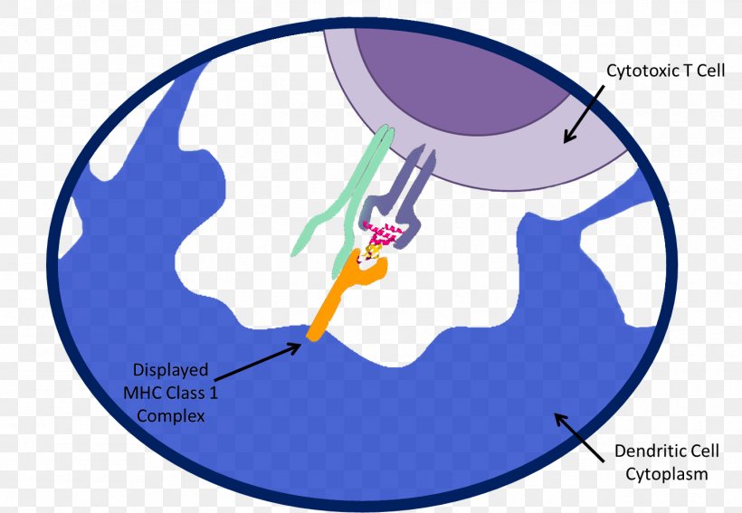 Epitope Major Histocompatibility Complex MHC Class I Antigen Cytotoxic T Cell, PNG, 1448x1003px, Epitope, Antigen, Area, Cancer, Cell Download Free