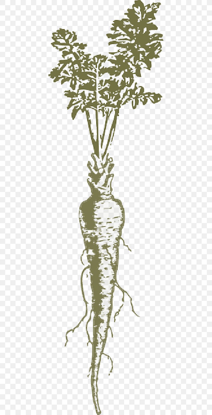 Parsnip Carrot Root Vegetables Clip Art, PNG, 800x1600px, Parsnip, Botany, Carrot, Celeriac, Celery Download Free