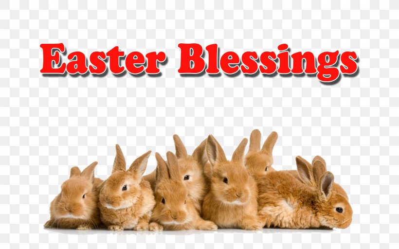 Easter Bunny Domestic Rabbit Angora Rabbit, PNG, 1920x1200px, Easter Bunny, Angora Rabbit, Cottontail Rabbit, Display Resolution, Domestic Rabbit Download Free