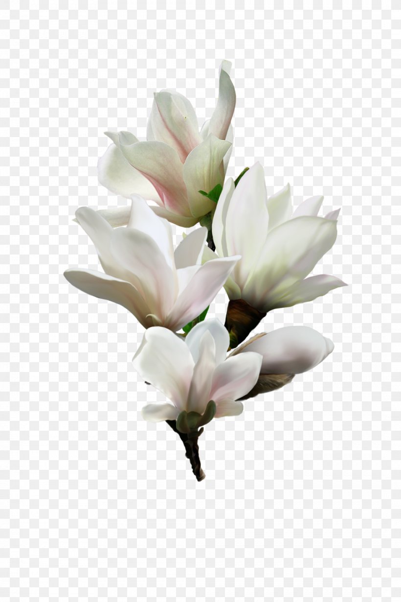 Flower Magnolia Clip Art, PNG, 1066x1600px, Flower, Art, Cut Flowers, Digital Image, Drawing Download Free