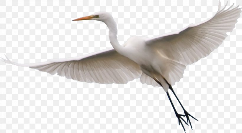 Great Egret Bird Little Egret Snowy Egret, PNG, 834x460px, Great Egret, Beak, Bird, Crane, Crane Like Bird Download Free