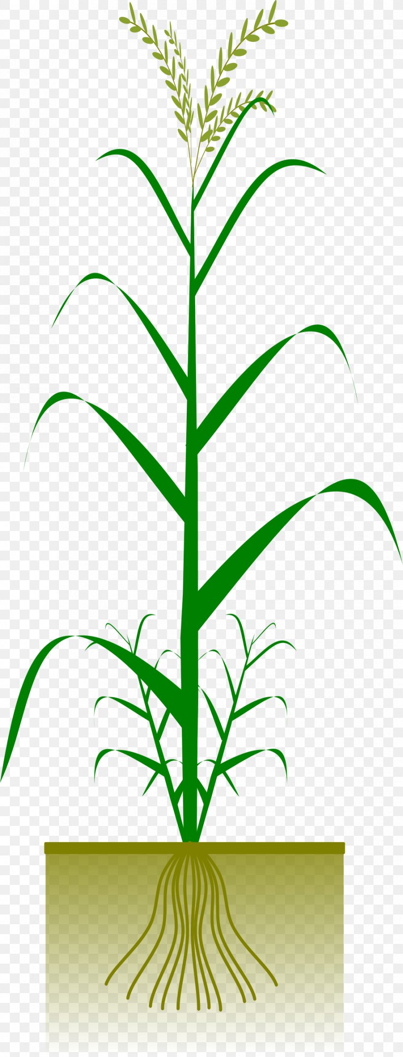 Maize Plant Crop Cereal Clip Art, PNG, 915x2400px, Maize, Cereal, Corncob, Crop, Field Corn Download Free