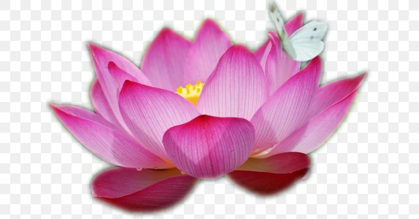 Nelumbo Nucifera Flower Water Lilies Drawing Pink, PNG, 640x429px, Nelumbo Nucifera, Abundancia, Aquatic Plant, Arumlily, Blossom Download Free