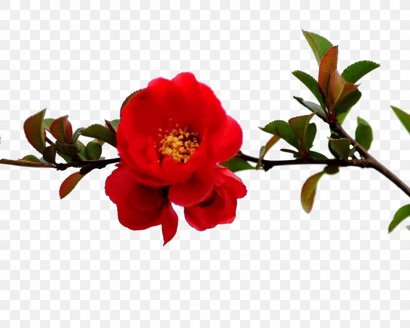 Pomegranate Flower Tree Red Branch, PNG, 1595x1277px, Pomegranate, Branch, Cut Flowers, Floral Design, Floristry Download Free