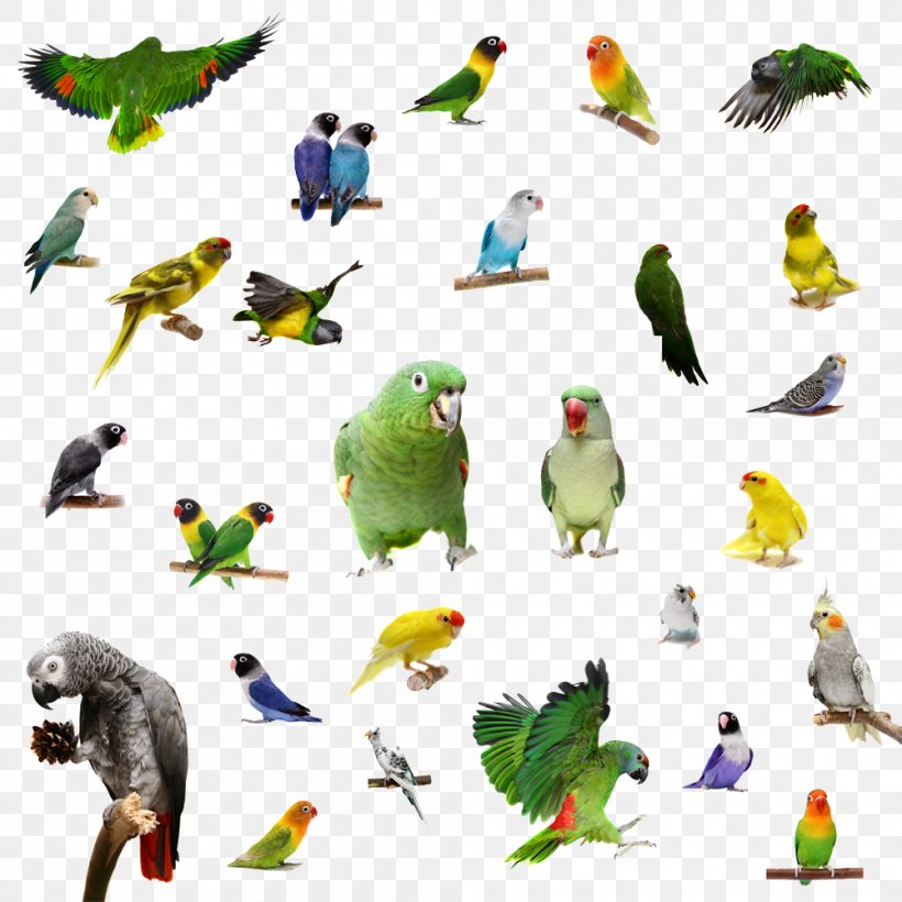 Rosy-faced Lovebird Parrot Yellow-collared Lovebird, PNG, 1000x1000px, Bird, Animal, Beak, Common Pet Parakeet, Domestic Animal Download Free