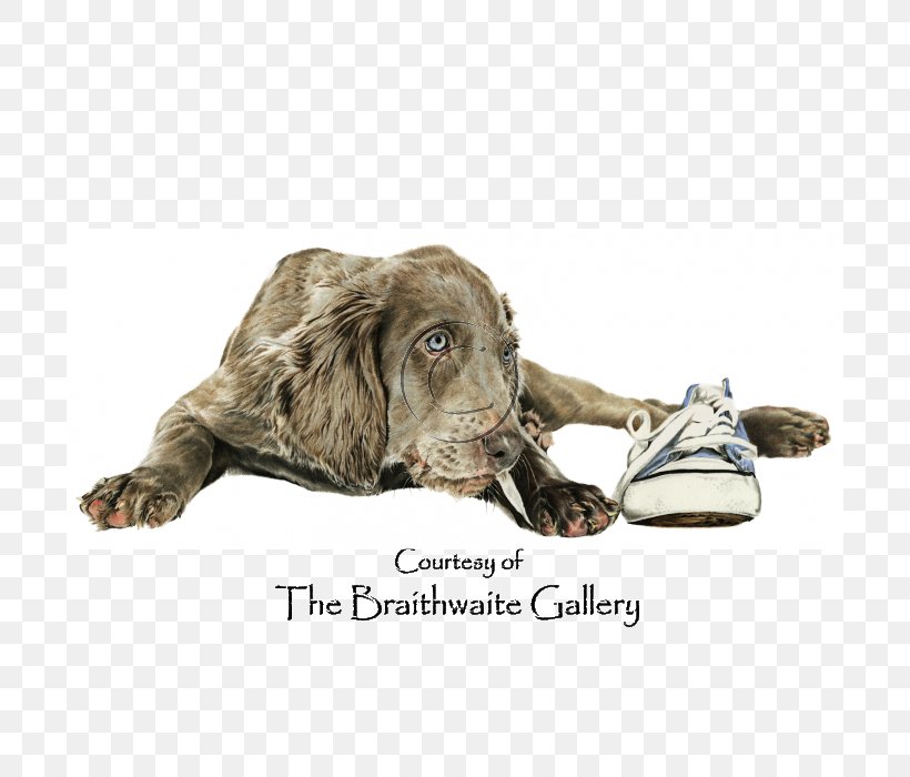Boykin Spaniel Weimaraner Sussex Spaniel Puppy Dog Breed, PNG, 700x700px, Boykin Spaniel, Dog, Dog Breed, Dog Like Mammal, Leash Download Free