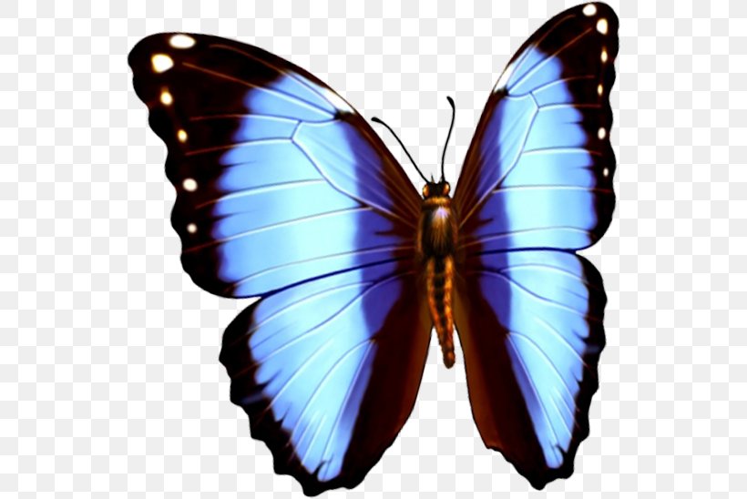 Butterfly Download Computer File, PNG, 543x548px, Butterfly, Arthropod, Brush Footed Butterfly, Butterflies And Moths, Cobalt Blue Download Free