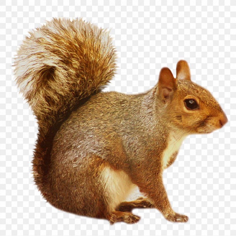 Chipmunk Squirrel Rodent Clip Art, PNG, 853x855px, Chipmunk, Eastern Gray Squirrel, Fauna, Flying Squirrel, Fox Squirrel Download Free