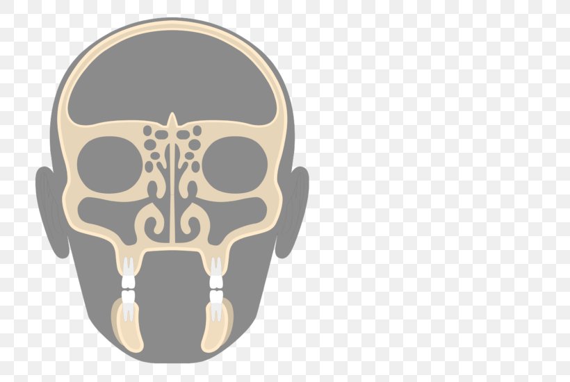 Paranasal Sinuses Ethmoid Bone Ethmoid Sinus Nasal Cavity, PNG, 745x550px, Sinus, Anatomy, Axial Skeleton, Bone, Cranial Cavity Download Free