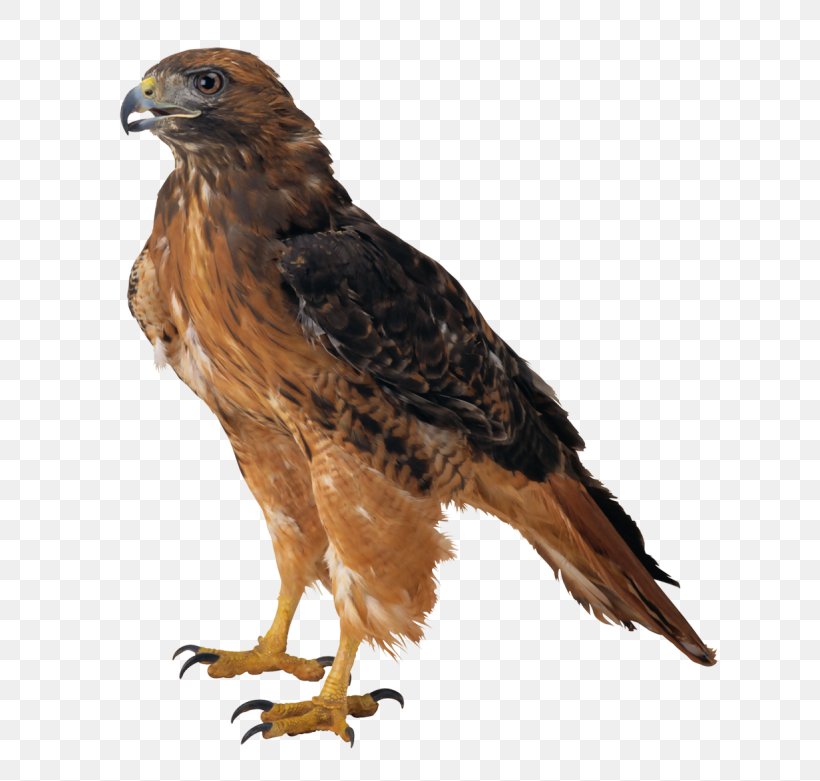 Bald Eagle Download Clip Art, PNG, 671x781px, Bald Eagle, Accipitriformes, Beak, Bird, Bird Of Prey Download Free