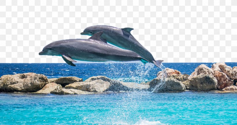 Dolphin Shutter Speed Pixabay, PNG, 1200x635px, Common Bottlenose Dolphin, Cetacea, Dolphin, Dolphin Drive Hunting, Killer Whale Download Free