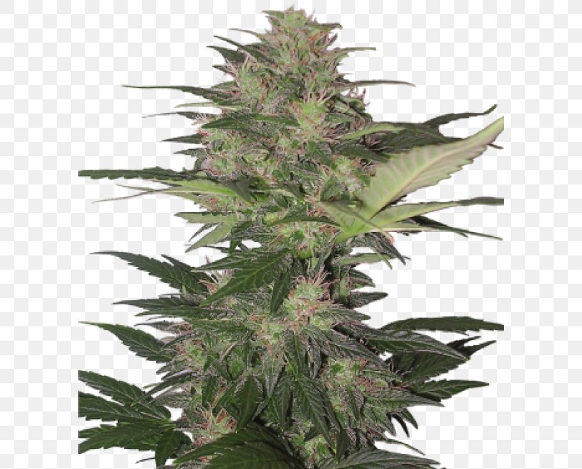 Gorilla Glue 4 Autoflowering Cannabis Seed, PNG, 600x661px, Gorilla Glue, Autoflowering Cannabis, Cannabis, Cannabis Cultivation, Cannabis Sativa Download Free