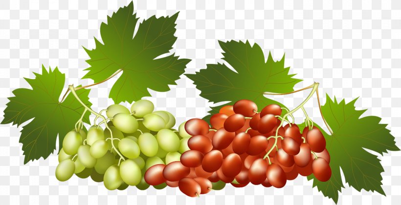 Grapevines Food Seedless Fruit, PNG, 1500x770px, Grape, Food, Fruit, Grape Leaves, Grapevine Family Download Free