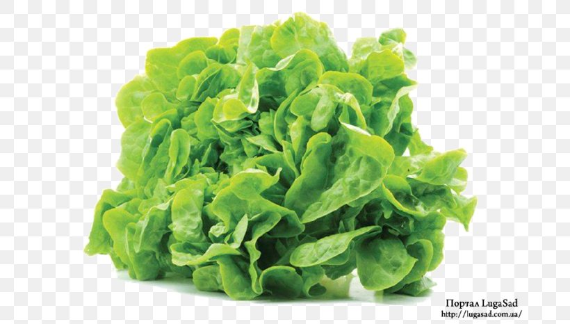 Salad Leaf Vegetable Endive Spinach, PNG, 699x466px, Salad, Chinese Cabbage, Cruciferous Vegetables, Endive, Food Download Free