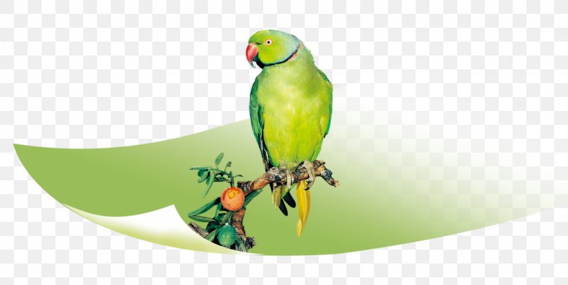 True Parrot Bird Parakeet Macaw, PNG, 1124x564px, True Parrot, Beak, Bird, Branch, Common Pet Parakeet Download Free