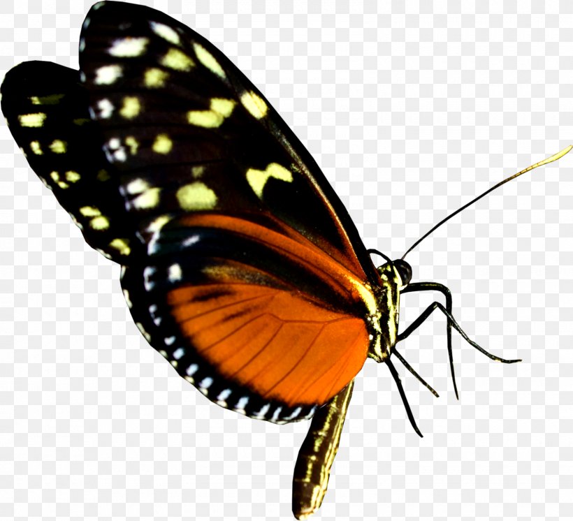 Butterfly Diss Advertising Clip Art, PNG, 1600x1456px, Butterfly, Advertising, Arthropod, Brush Footed Butterfly, Business Cards Download Free