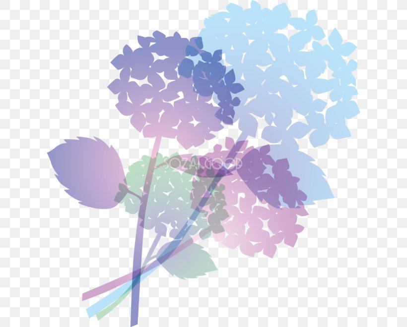 French Hydrangea Petal Niigata, PNG, 631x660px, French Hydrangea, Blue, East Asian Rainy Season, Floral Design, Flower Download Free