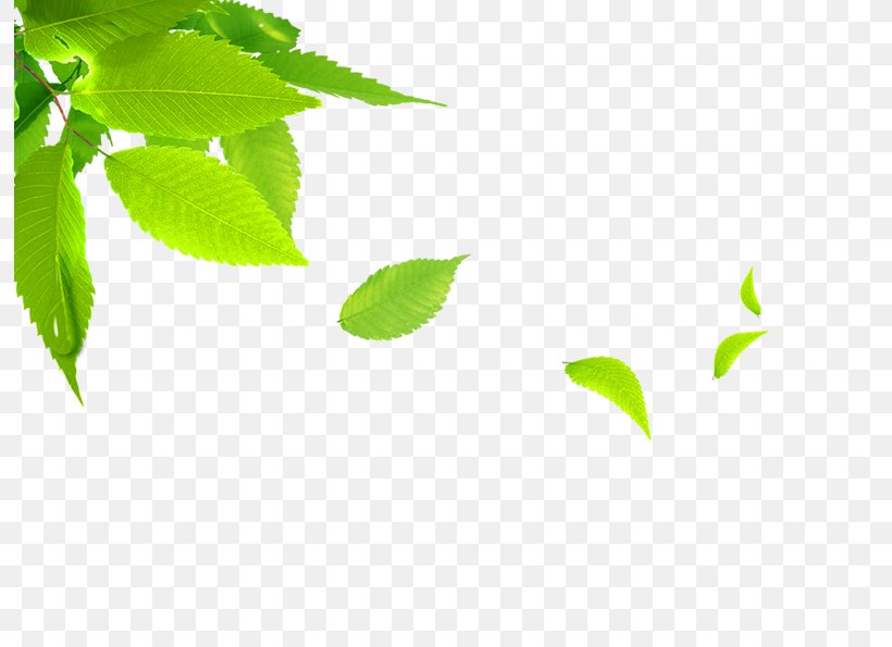 Leaf, PNG, 794x595px, Leaf, Autumn Leaf Color, Grass, Green, Plant Download Free