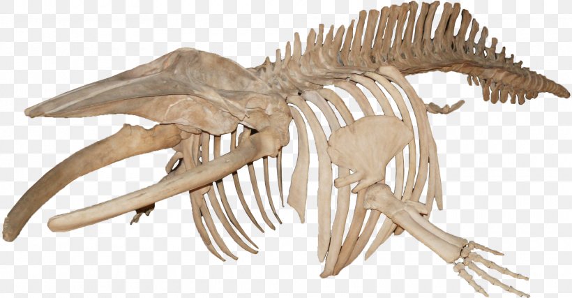 Skeleton Blue Whale Minke Whale Baleen, PNG, 1920x1000px, Skeleton, Balaenoptera, Baleen, Baleen Whale, Blue Whale Download Free