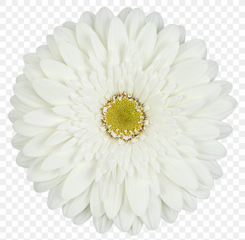 Transvaal Daisy Cut Flowers Carnation Rose, PNG, 1100x1081px, Transvaal Daisy, Asterales, Carnation, Chrysanths, Color Download Free