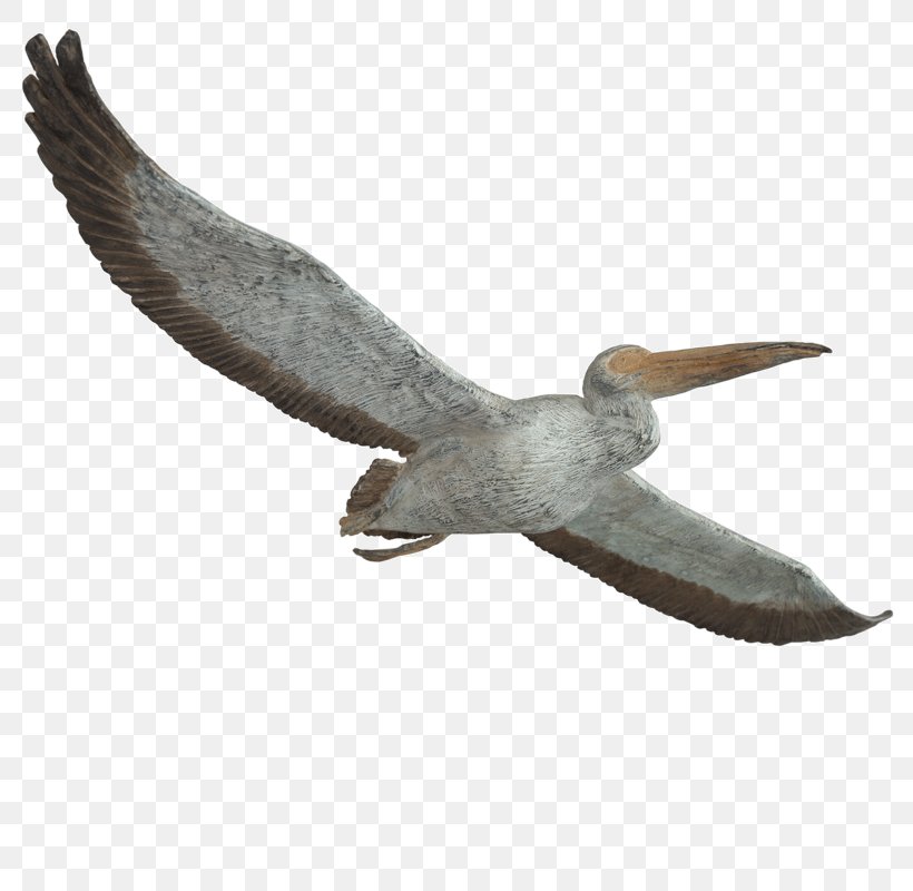 Beak Great White Pelican, PNG, 800x800px, Beak, Bird, Ceramic, Chrysiptera, Chrysiptera Parasema Download Free