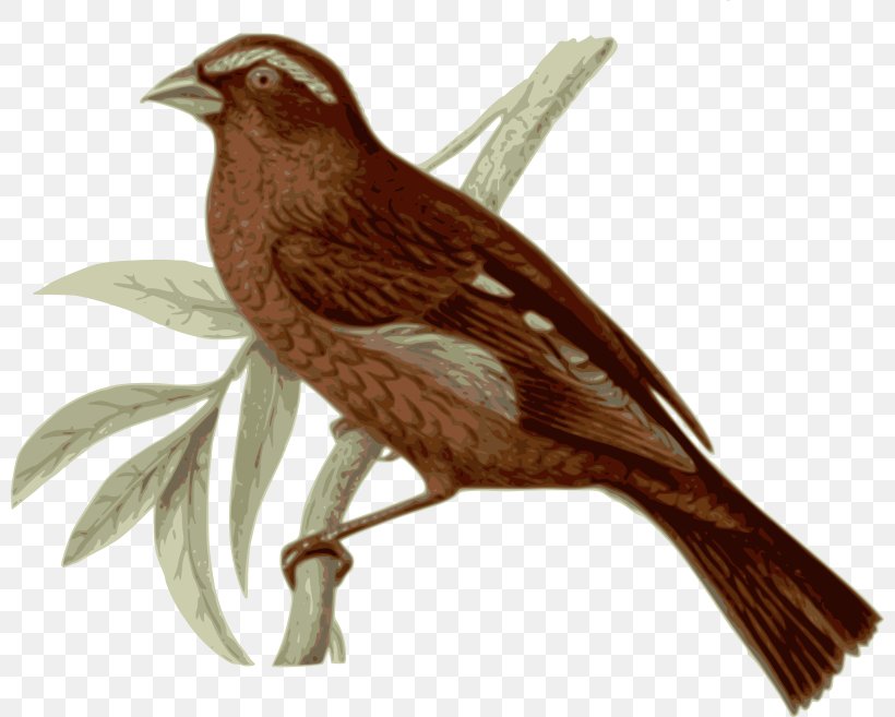 Bird Vinaceous Rosefinch Feather Clip Art, PNG, 800x657px, Bird, Amazonian Motmot, Animal, Beak, Brown Download Free
