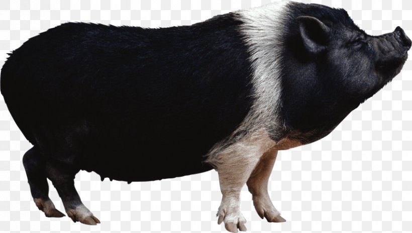 Domestic Pig Edward Clip Art, PNG, 850x481px, Domestic Pig, Cattle Like Mammal, Edward, Keyword, Livestock Download Free