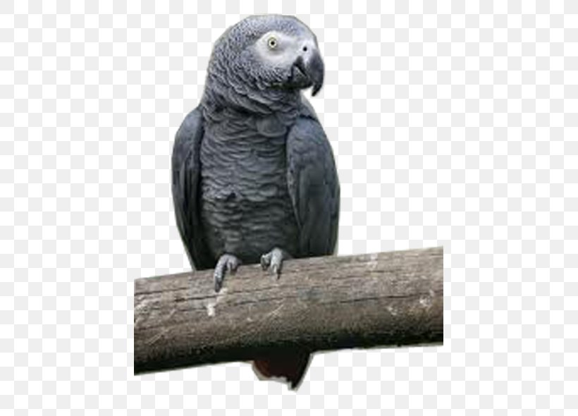 Macaw Parakeet Beak Grey Parrot, PNG, 439x590px, Macaw, African Grey, Beak, Bird, Fauna Download Free