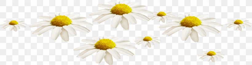Common Daisy Oxeye Daisy Roman Chamomile Chrysanthemum Common Sunflower, PNG, 1200x311px, Common Daisy, Branch, Chamaemelum, Chamaemelum Nobile, Chrysanthemum Download Free