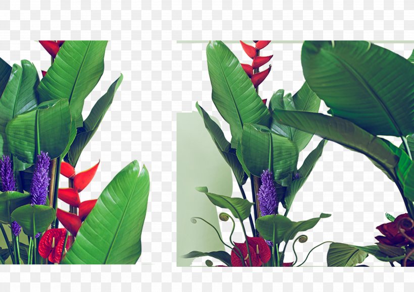 Leaf Green Seedling, PNG, 3508x2480px, Leaf, Banana, Banana Leaf, Floral Design, Floristry Download Free