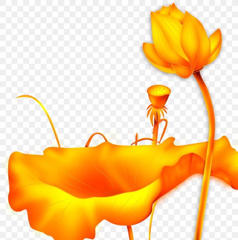 Nelumbo Nucifera Clip Art, PNG, 1684x1700px, Nelumbo Nucifera, Flower, Flowering Plant, Gold, Lotus Effect Download Free
