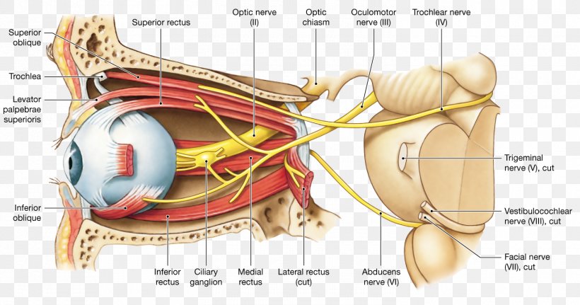Oculomotor Nerve Optic Nerve Cranial Nerves Human Eye, PNG, 1500x790px, Watercolor, Cartoon, Flower, Frame, Heart Download Free