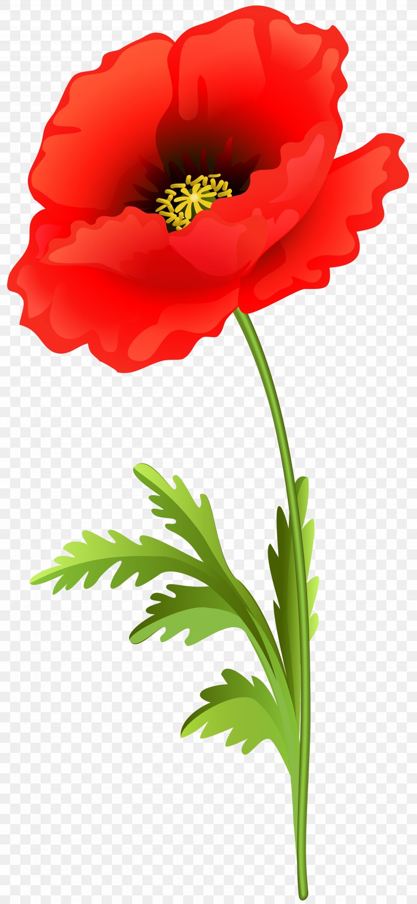 Poppy Clip Art Image Vector Graphics, PNG, 3691x8000px, Poppy, Anemone, Art, Botany, Common Poppy Download Free