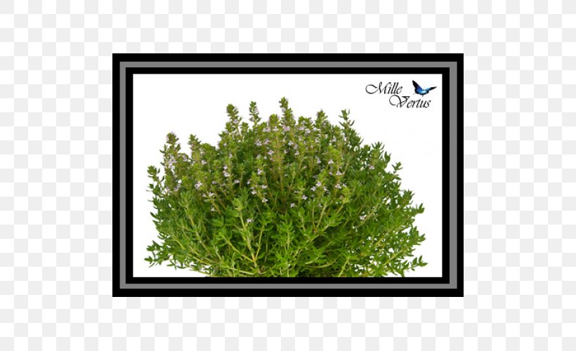 Thymes Nail Fines Herbes Rosemary, PNG, 500x500px, Thymes, Art, Basil, Dill, Fines Herbes Download Free