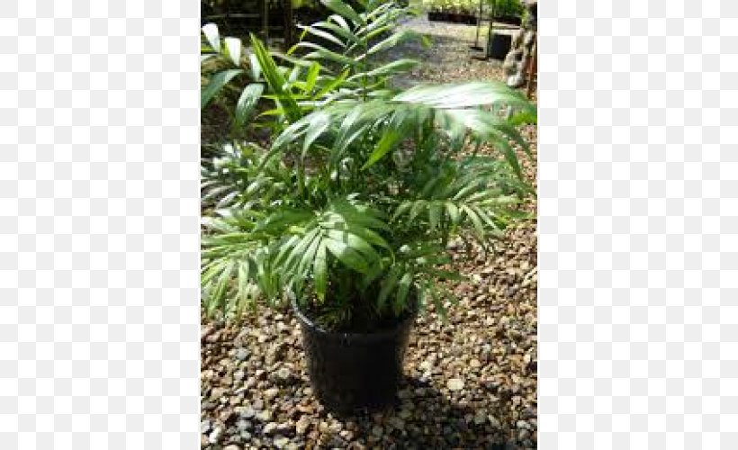 Tree Flowerpot Evergreen Houseplant Shrub, PNG, 500x500px, Tree, Arecales, Evergreen, Flowerpot, Grass Download Free