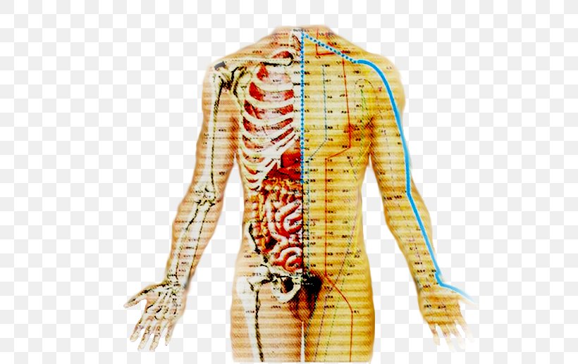 Urinary Bladder Acupuncture Therapy Meridian Traditional Chinese Medicine, PNG, 538x517px, Watercolor, Cartoon, Flower, Frame, Heart Download Free