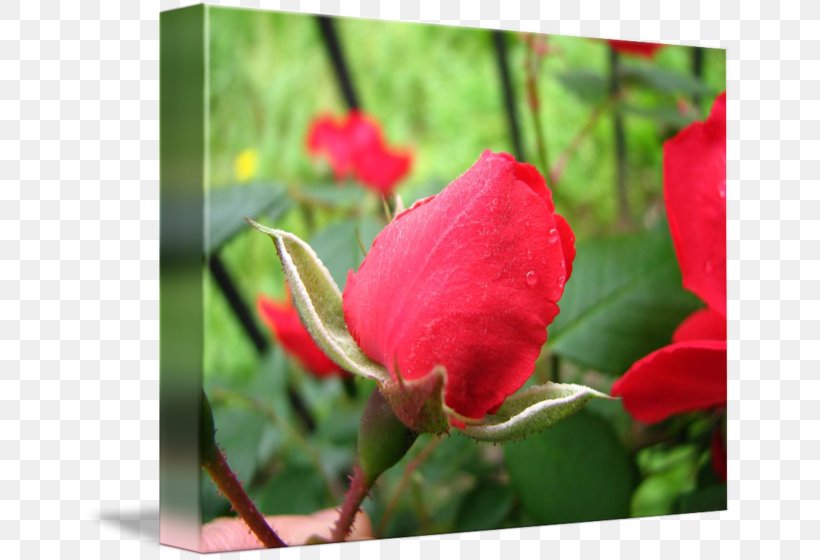 Centifolia Roses Flower Garden Roses Rosaceae Floribunda, PNG, 650x560px, Centifolia Roses, Annual Plant, Blossom, Bud, China Rose Download Free