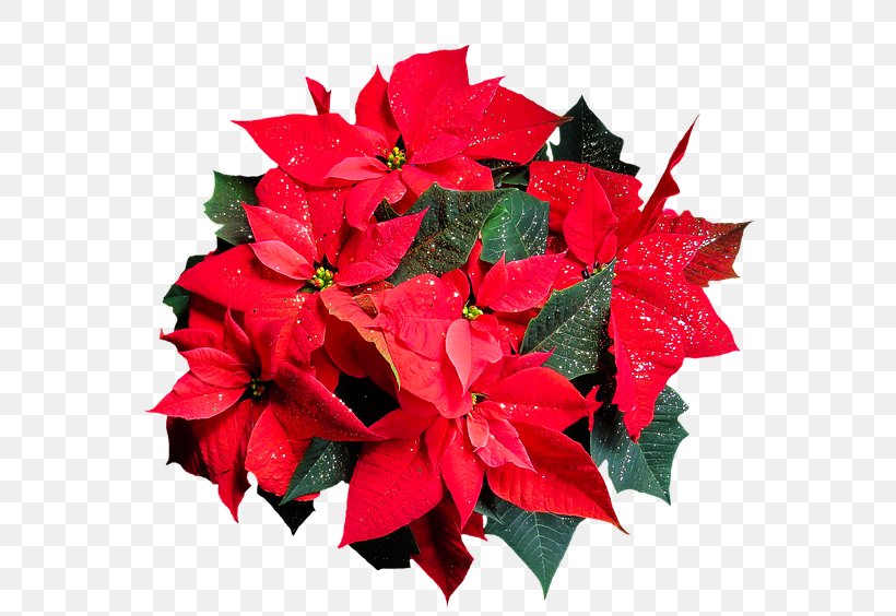 Poinsettia Clip Art Image Joulukukka, PNG, 640x564px, Poinsettia, Christmas Day, Christmas Tree, Drawing, Flower Download Free